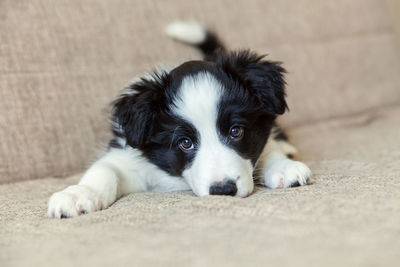 Close-up portrait of a dog