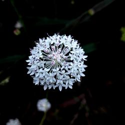 Close-up of white flowers