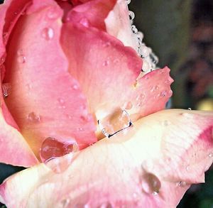 Close-up of pink flower