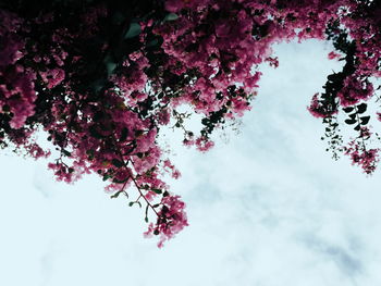 Low angle view of pink flowers on tree