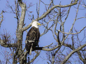 A bald eagle resting on the top of the tree branch under clear blue sky in southern ontario, canada