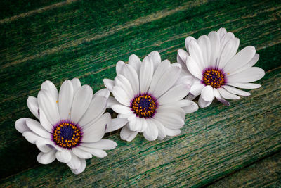 High angle view of white daisy on wood