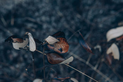 Close-up of dry leaves on field