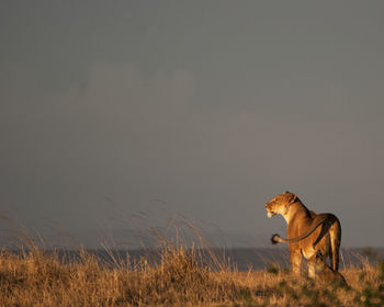 Lions on field against sky during sunset