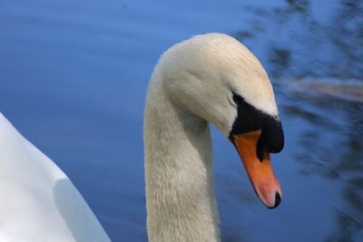 Close-up of swan swimming in lake