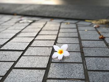 High angle view of white flower on footpath