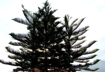 Low angle view of tree against sky during winter