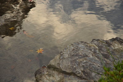 High angle view of turtle in lake