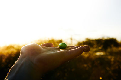 Cropped hand holding green olive