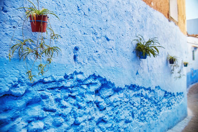 Close-up of insect on blue wall