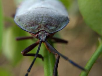 Close-up of insect