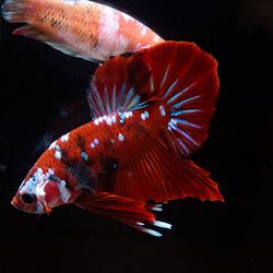 Close-up of fish swimming in sea