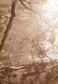 Full frame shot of trees