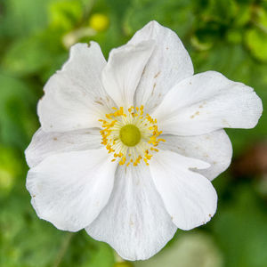 Close-up of white flowering plant