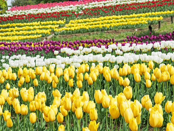 View of yellow tulips in garden