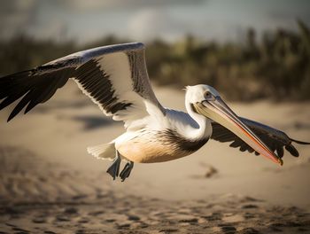 Close-up of pelican flying against sky