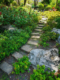 Plants growing in garden