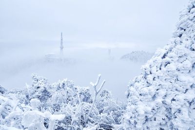 Snow covered trees against sky