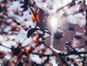 Close-up of cherry blossoms on tree