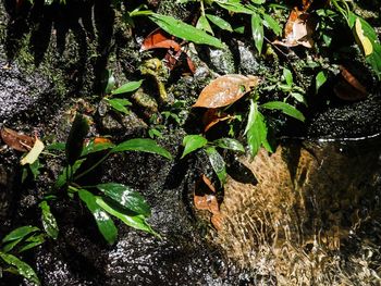 High angle view of wet leaves on field