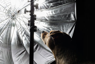 Close-up of dog by illuminated reflection in darkroom