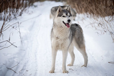 Dog in snow