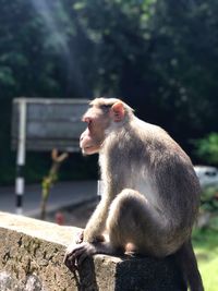 Close-up of monkey sitting on tree