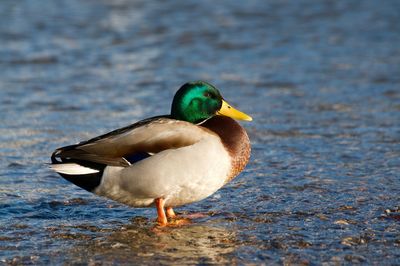 Beautiful drake male mallard duck standing in the shallow water of the lake lugano at sundown