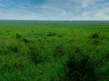 Scenic view of field against sky