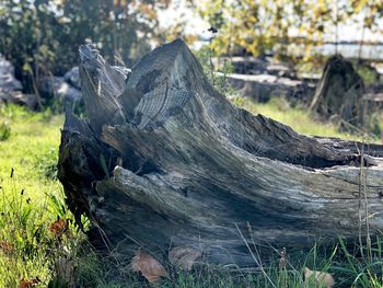 Close-up of driftwood on tree stump in field