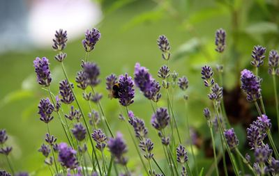 Close-up of purple flowers blooming in field