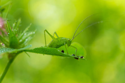 Close-up of insect on leaf