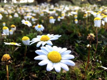 Close-up of flowers blooming outdoors