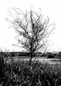 Tree on field against clear sky