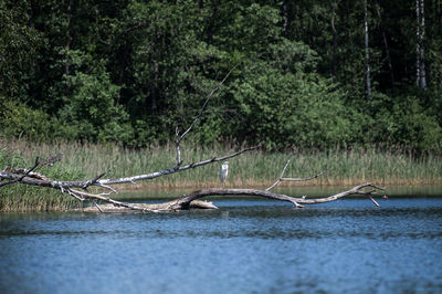 Scenic view of driftwood in forest