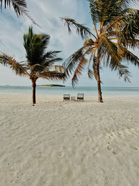 Palm trees on beach against sky