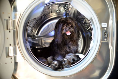 Close-up of doga inside a wash machine