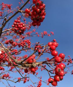 Low angle view of berries on tree against sky