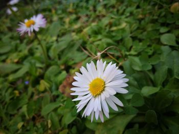 Close-up of flowers blooming outdoors