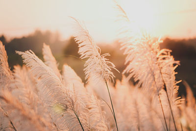 Close-up of stalks in field against sky at sunset