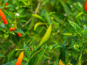 Close-up of green chili peppers plant