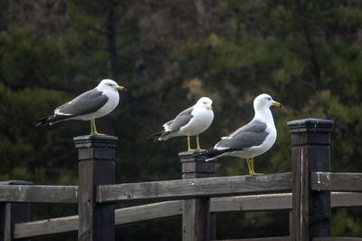 Birds perching on wood