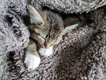 High angle view of cat sleeping