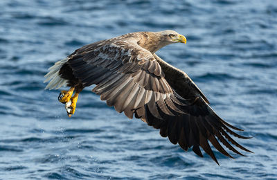 Bird flying over sea