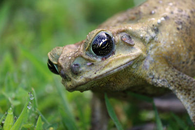Close-up of toad