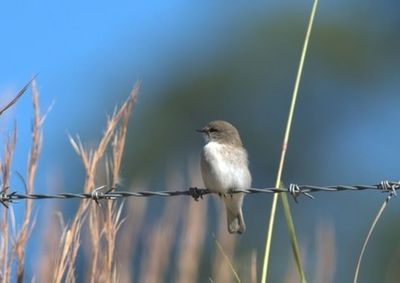 Bird perching on railing