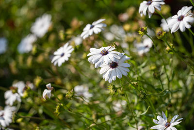 Close-up of white daisy flowers