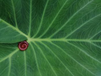 Full frame shot of green leaves