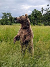 Bear standing on a meadow