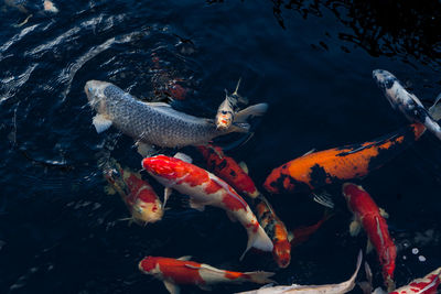 Fish swimming in sea